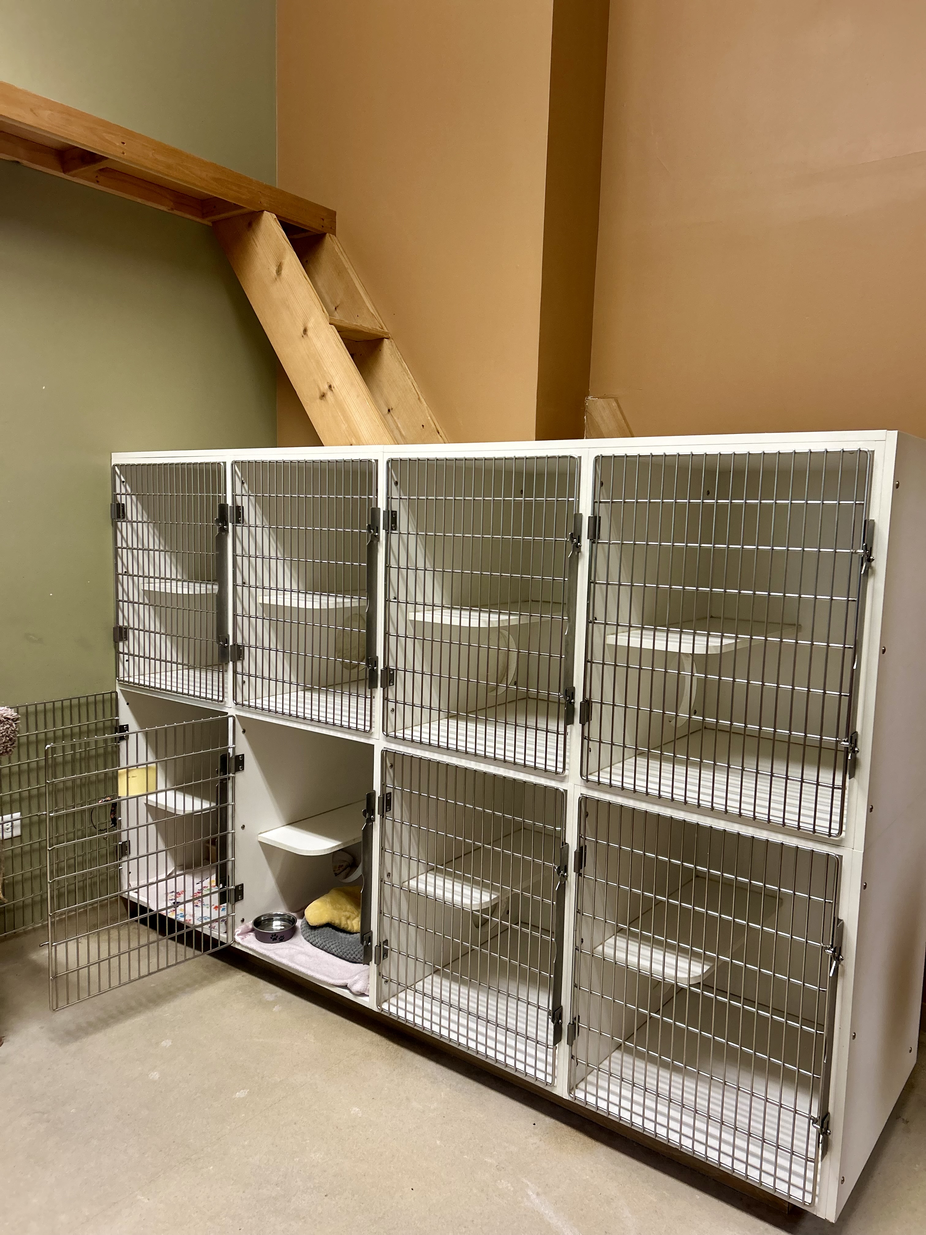 Cat Boarding - Cats love climbing the ladder and perching during their free time!