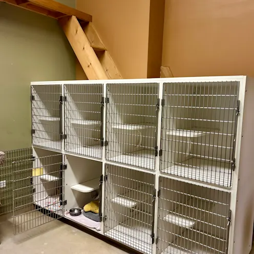 Cat Boarding - Cats love climbing the ladder and perching during their free time! Cat Boarding - Cats love climbing the ladder and perching during their free time!