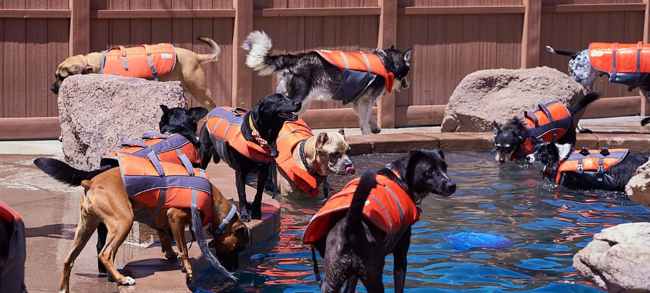 Dogs playing outside by pool