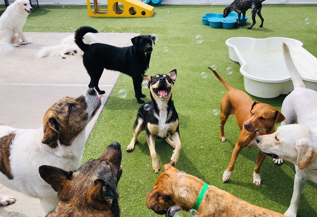 Dogs play in yard at PetSuites during spring break. 