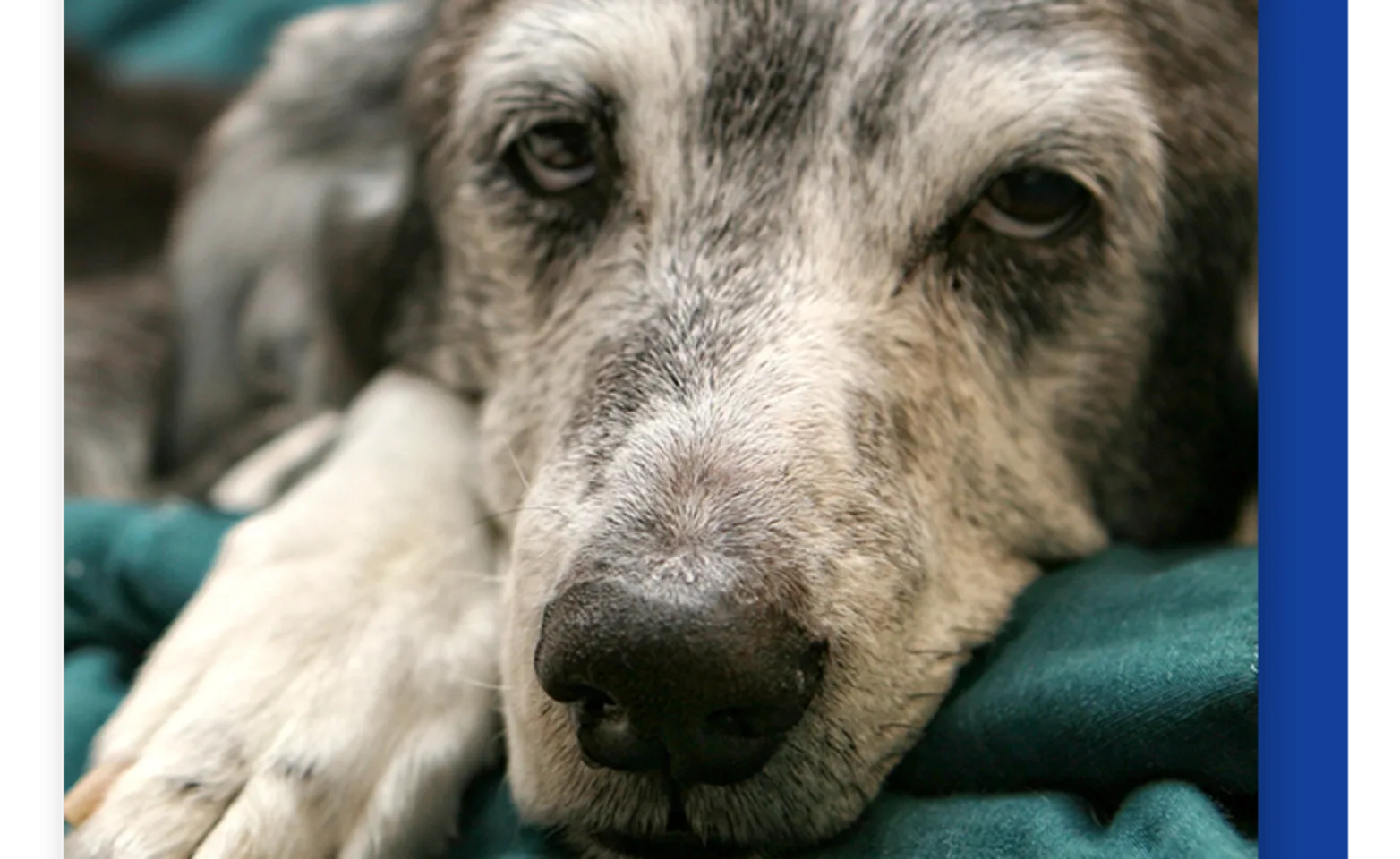 Dog looking at camera Dog looking at camera