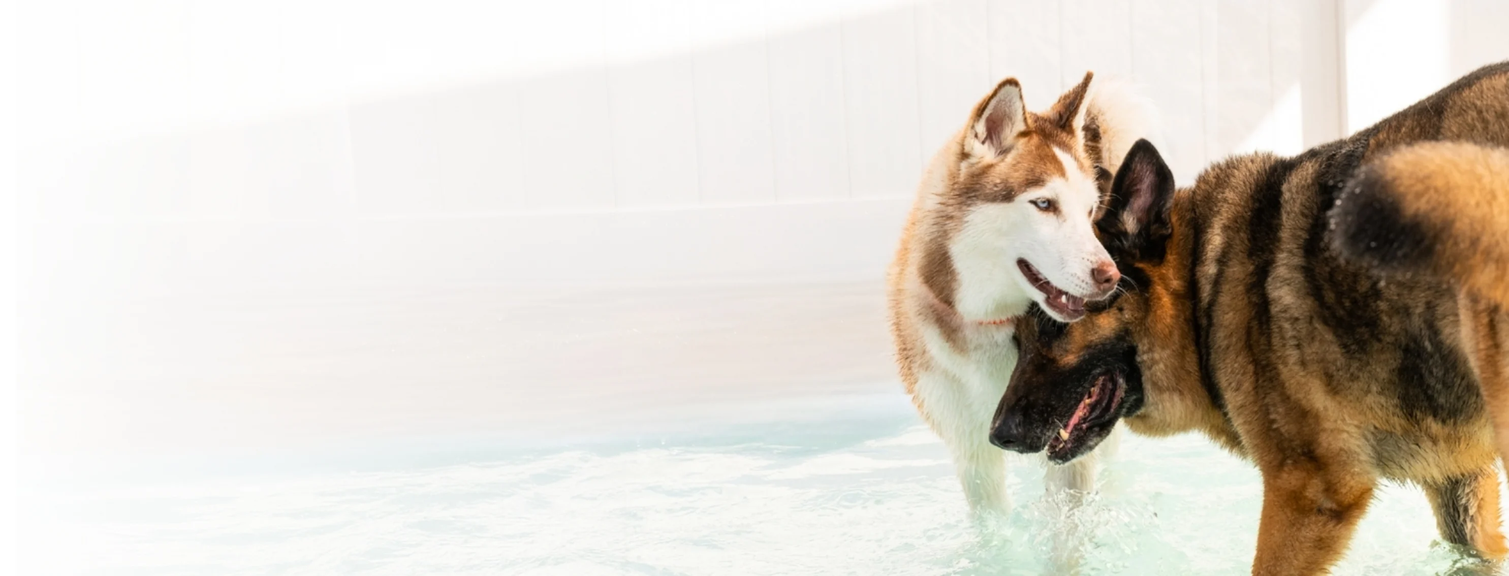 Two dog playing Two dog playing
