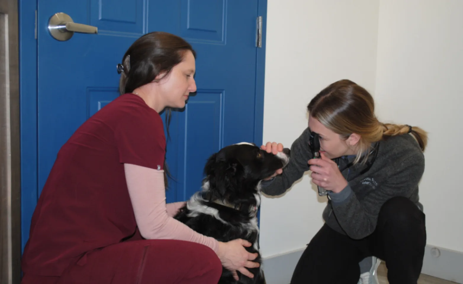 Staff inspecting dog's eye Staff inspecting dog's eye
