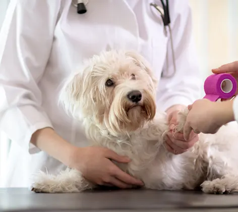 White Poodle on a checkup table getting his or her paw bandaged up with pink tape and there are two medical staff members aiding the dog