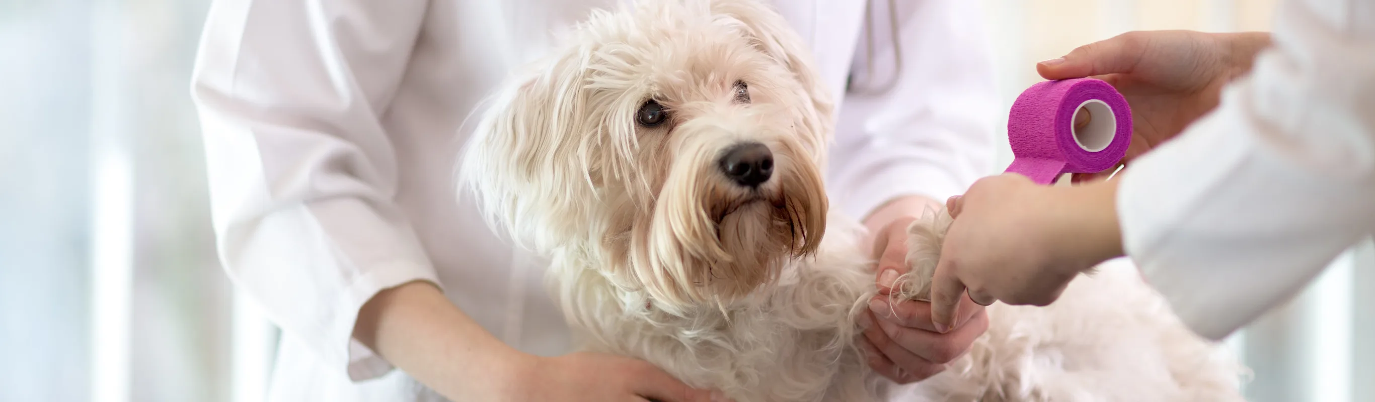 White Poodle on a checkup table getting his or her paw bandaged up with pink tape and there are two medical staff members aiding the dog