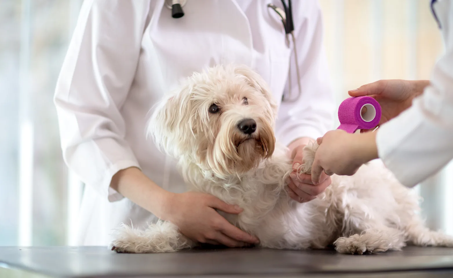 White Poodle on a checkup table getting his or her paw bandaged up with pink tape and there are two medical staff members aiding the dog White Poodle on a checkup table getting his or her paw bandaged up with pink tape and there are two medical staff members aiding the dog