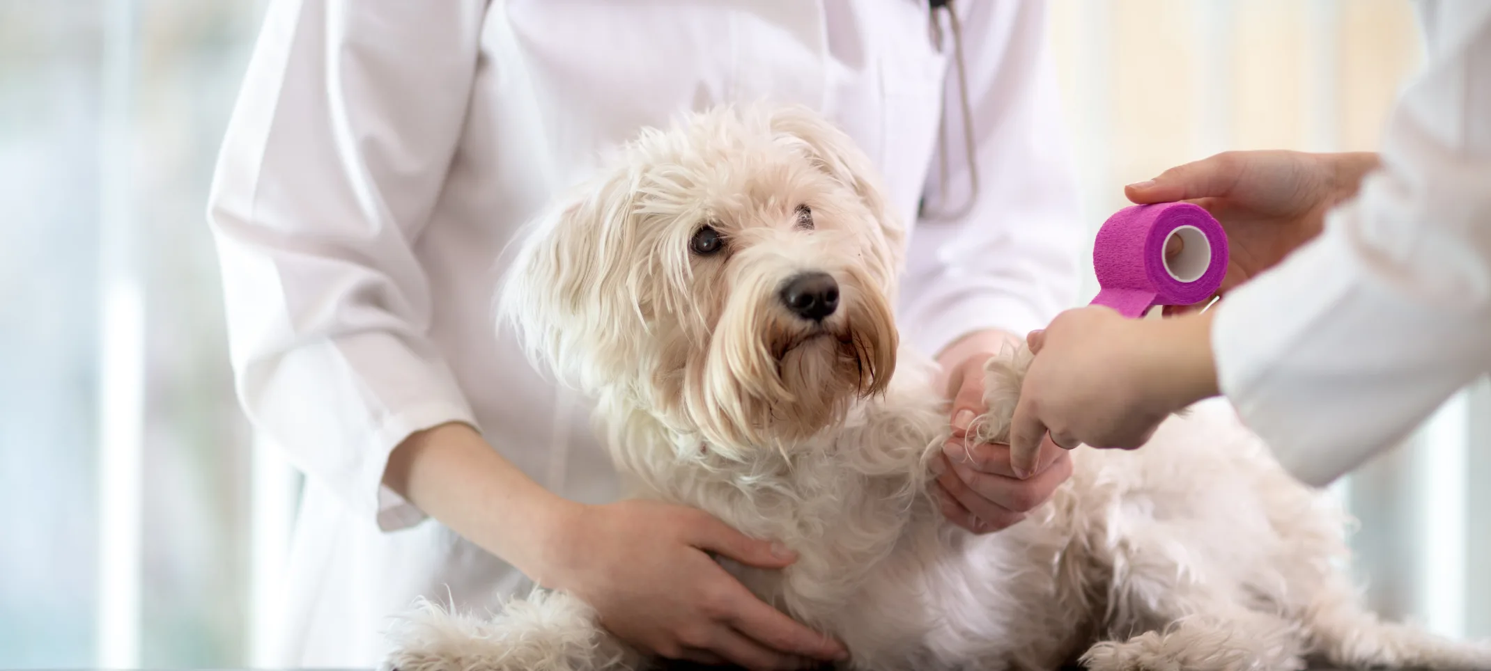 White Poodle on a checkup table getting his or her paw bandaged up with pink tape and there are two medical staff members aiding the dog