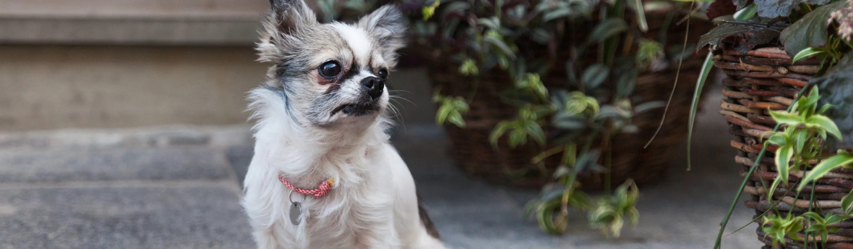 Dog on a sidewalk Dog on a sidewalk