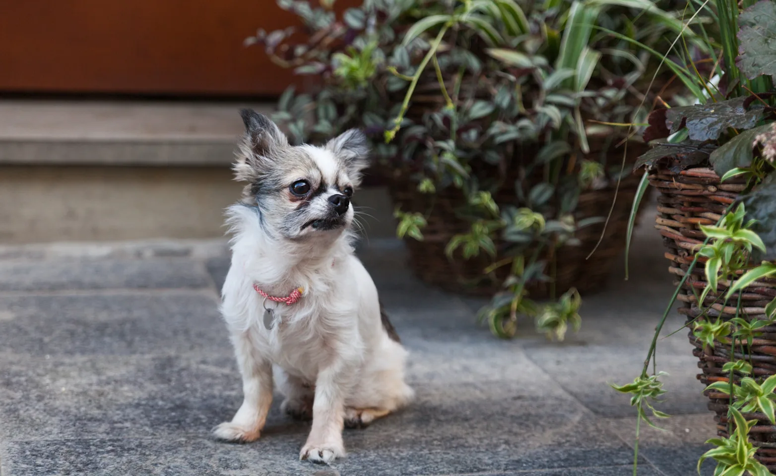 Dog on a sidewalk