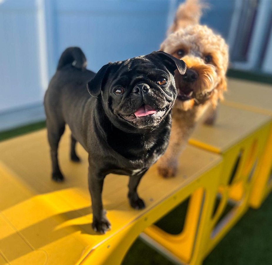 Two Dogs Looking at Camera - On Play Area