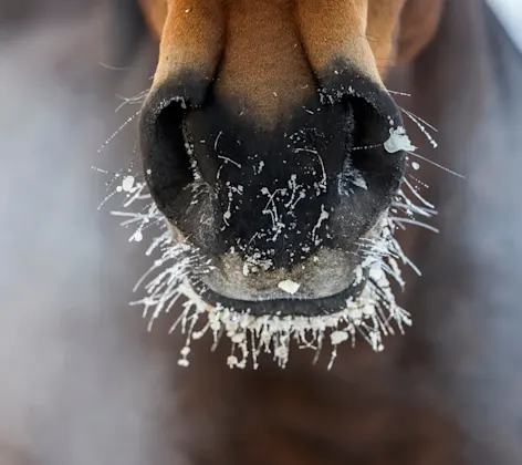 Horse's nose with the ice and steam Horse's nose with the ice and steam