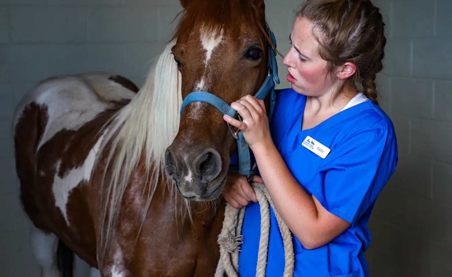 Horse and Doctor Together