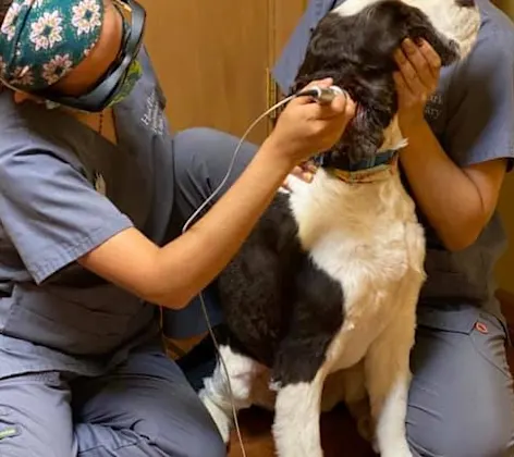 Vets performing laser therapy on dog Vets performing laser therapy on dog