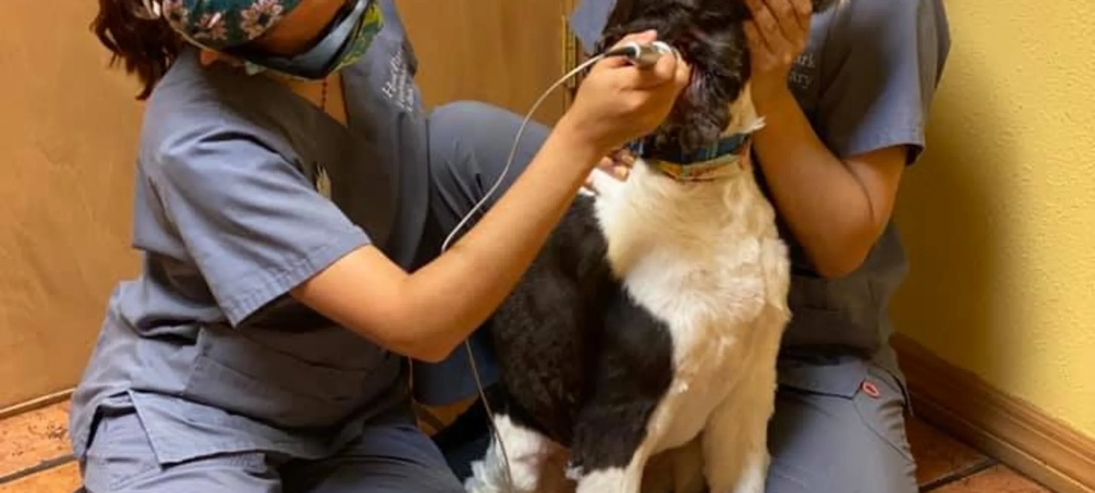 Vets performing laser therapy on dog Vets performing laser therapy on dog
