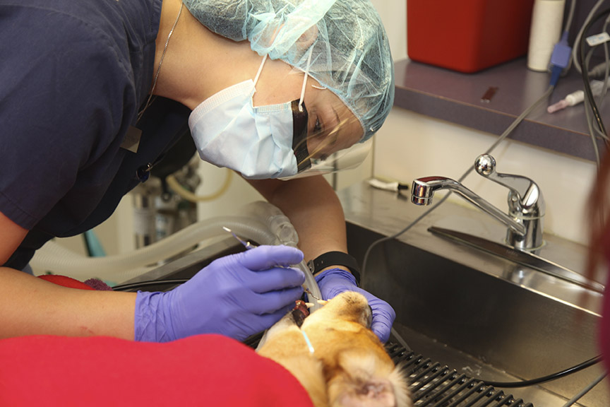 Tender Touch Animal Hospital Teeth Cleaning