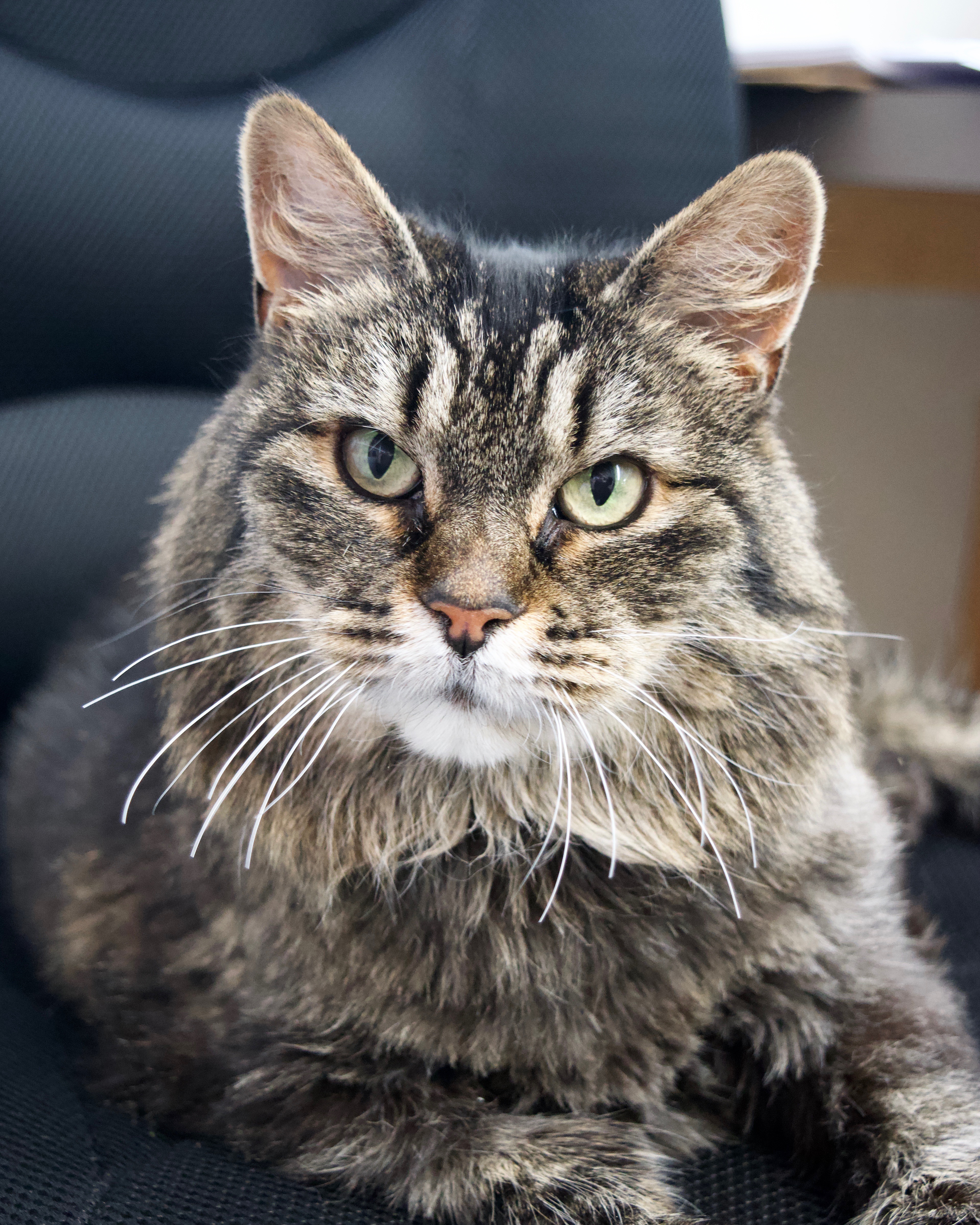 Grey and beige cat from East Valley Veterinary Clinic