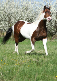 American painted horse walking through grassy meadow