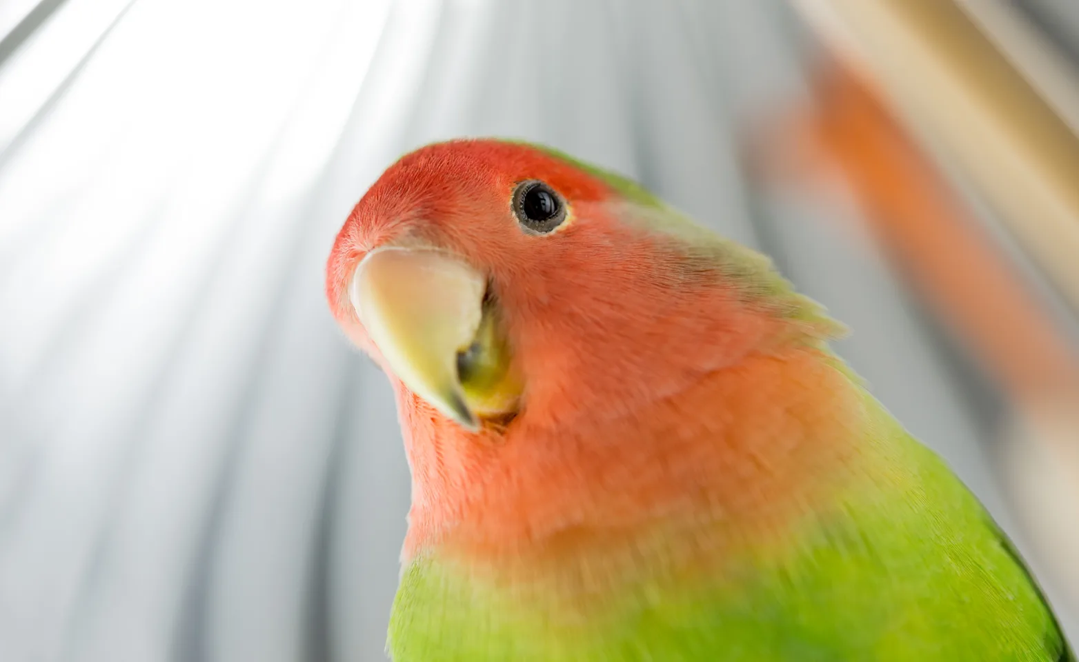 Bird looking down inside a cage