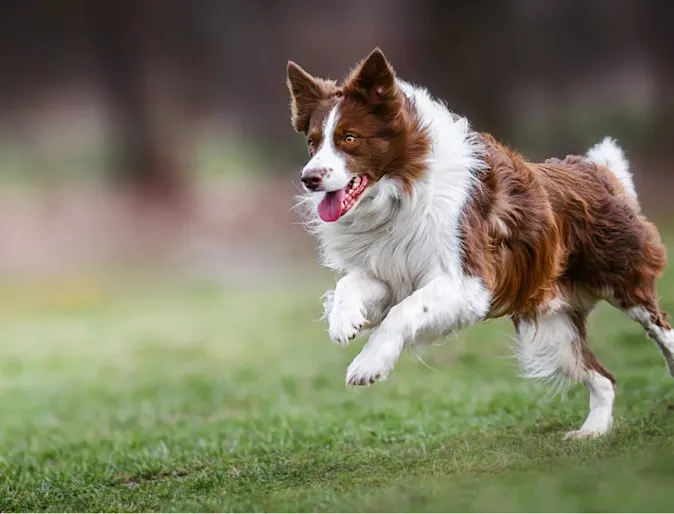 Dog jumping in grass field Dog jumping in grass field