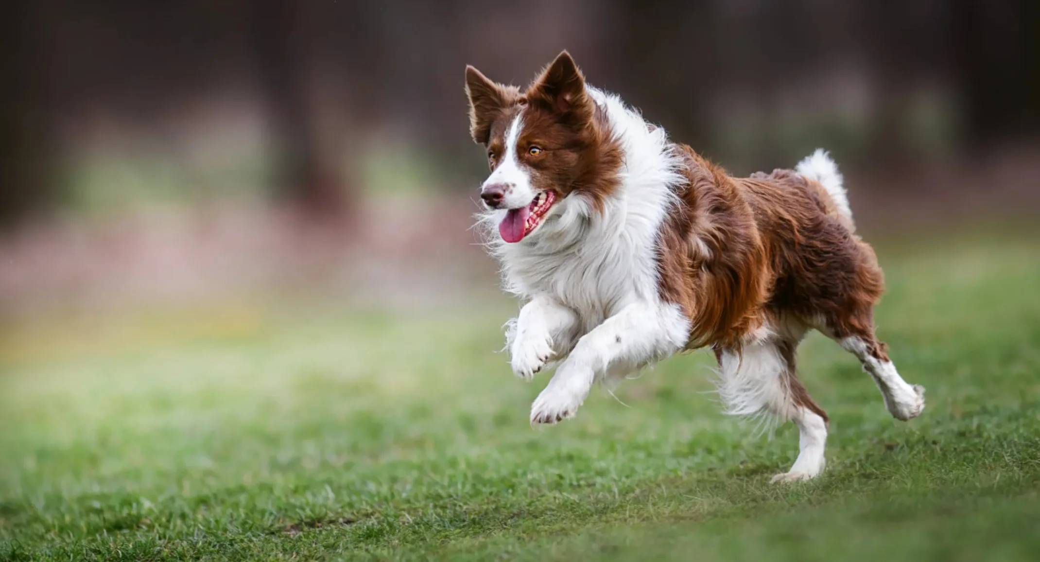 Dog jumping in grass field Dog jumping in grass field