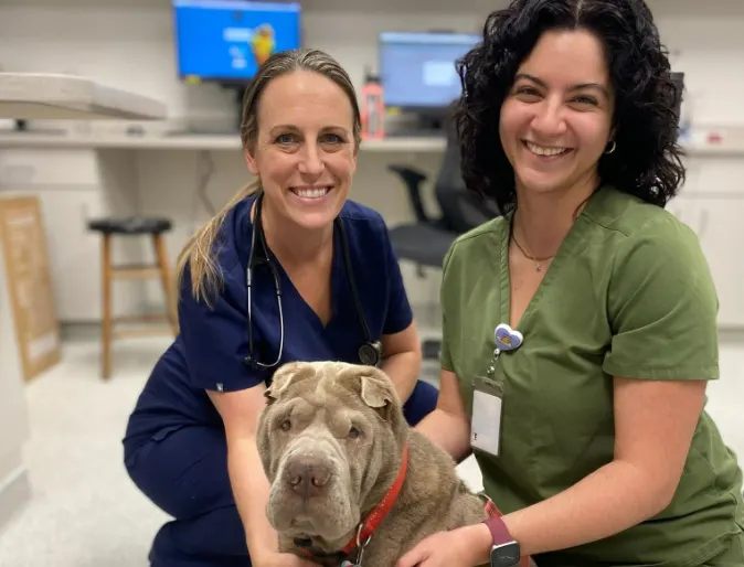 Two staff members kneeling with a gray sharpei Two staff members kneeling with a gray sharpei