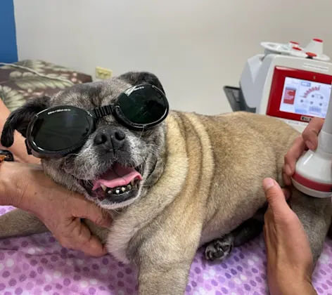 Dog getting laser therapy while wearing goggles Dog getting laser therapy while wearing goggles