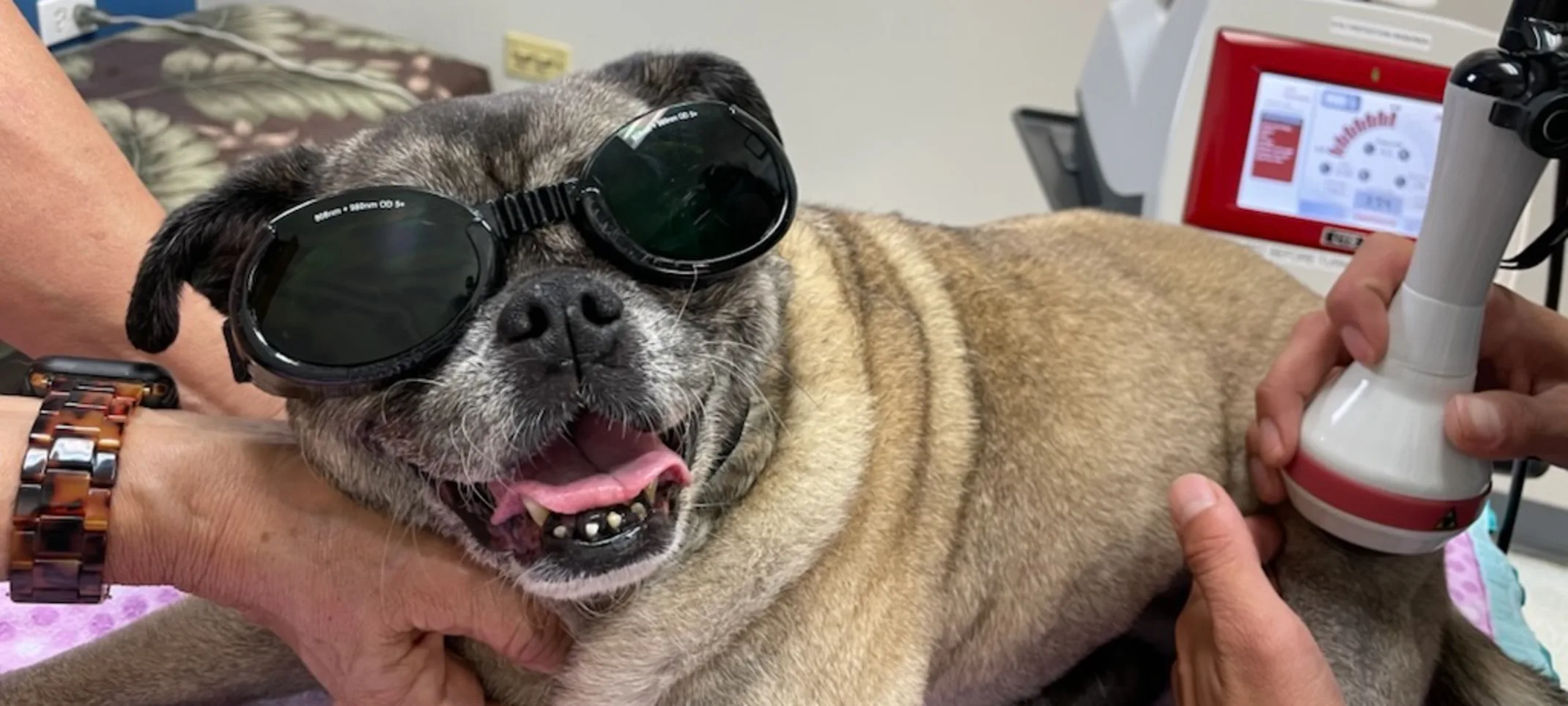 Dog getting laser therapy while wearing goggles Dog getting laser therapy while wearing goggles