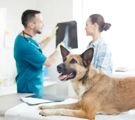 Dog on table while doctors look at x-ray