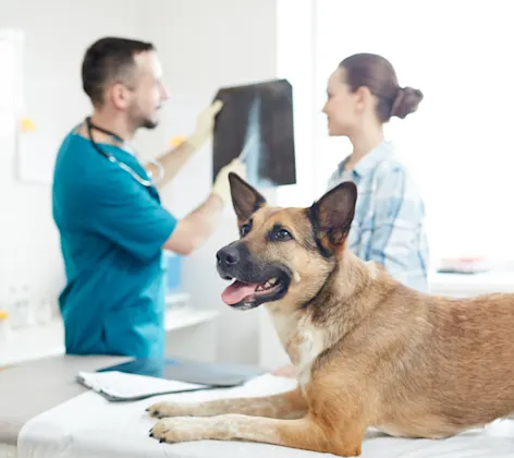 Dog on table while doctors look at x-ray Dog on table while doctors look at x-ray