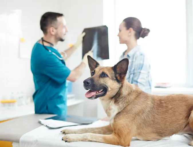 Dog on table while doctors look at x-ray