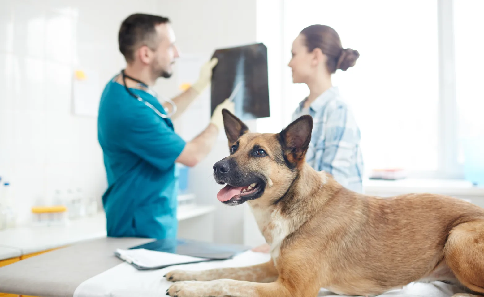 Dog on table while doctors look at x-ray Dog on table while doctors look at x-ray