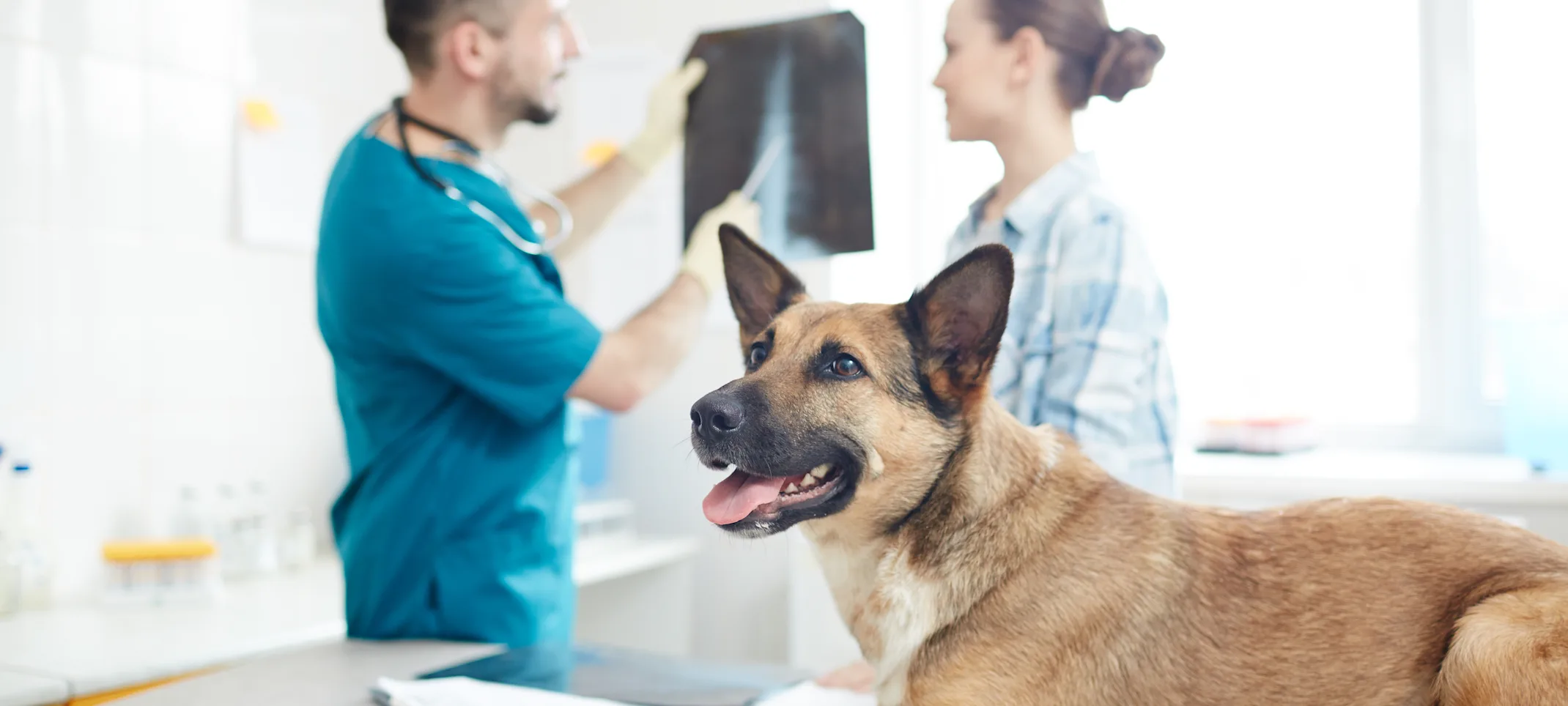 Dog on table while doctors look at x-ray