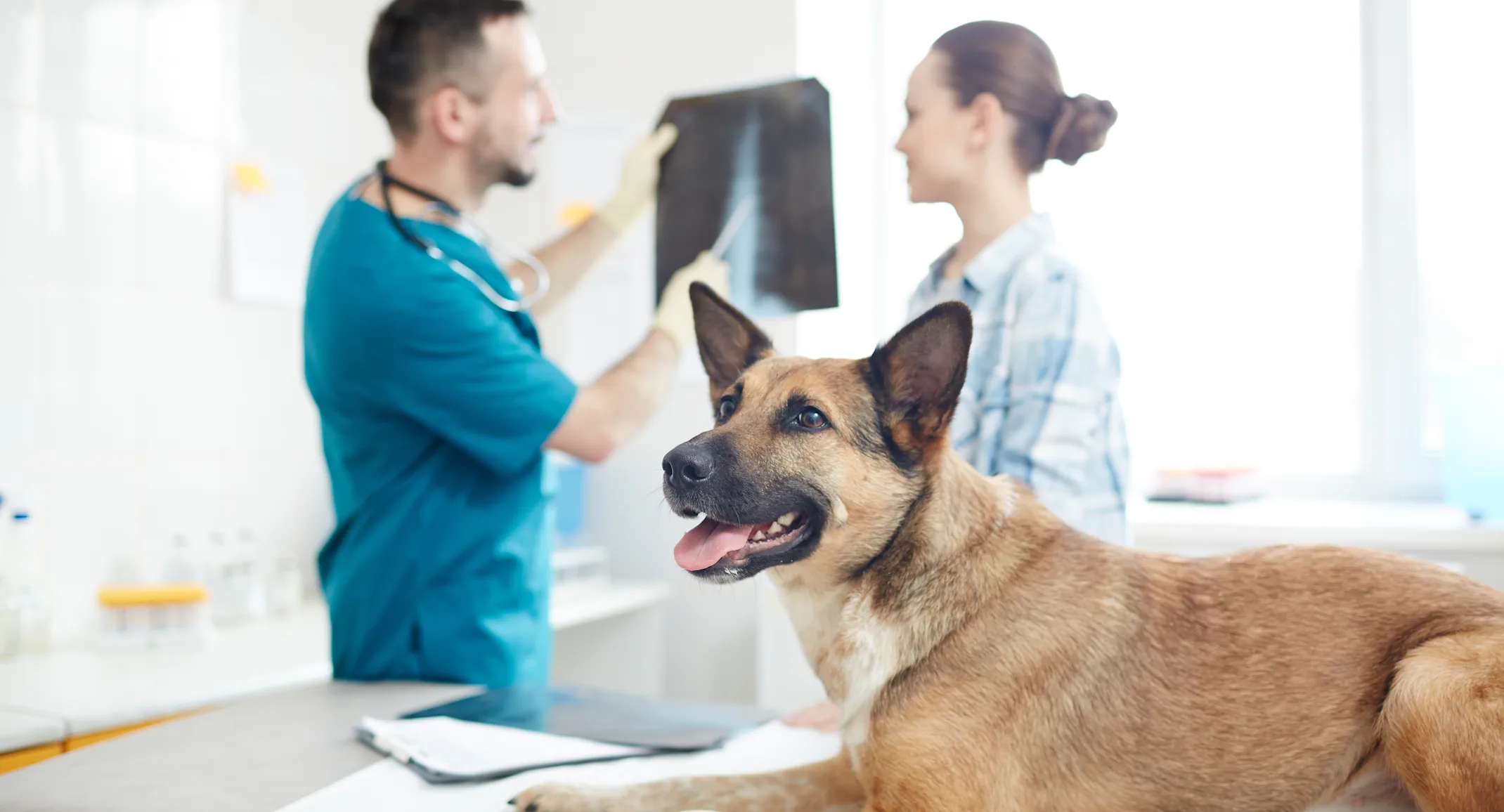 Dog on table while doctors look at x-ray Dog on table while doctors look at x-ray