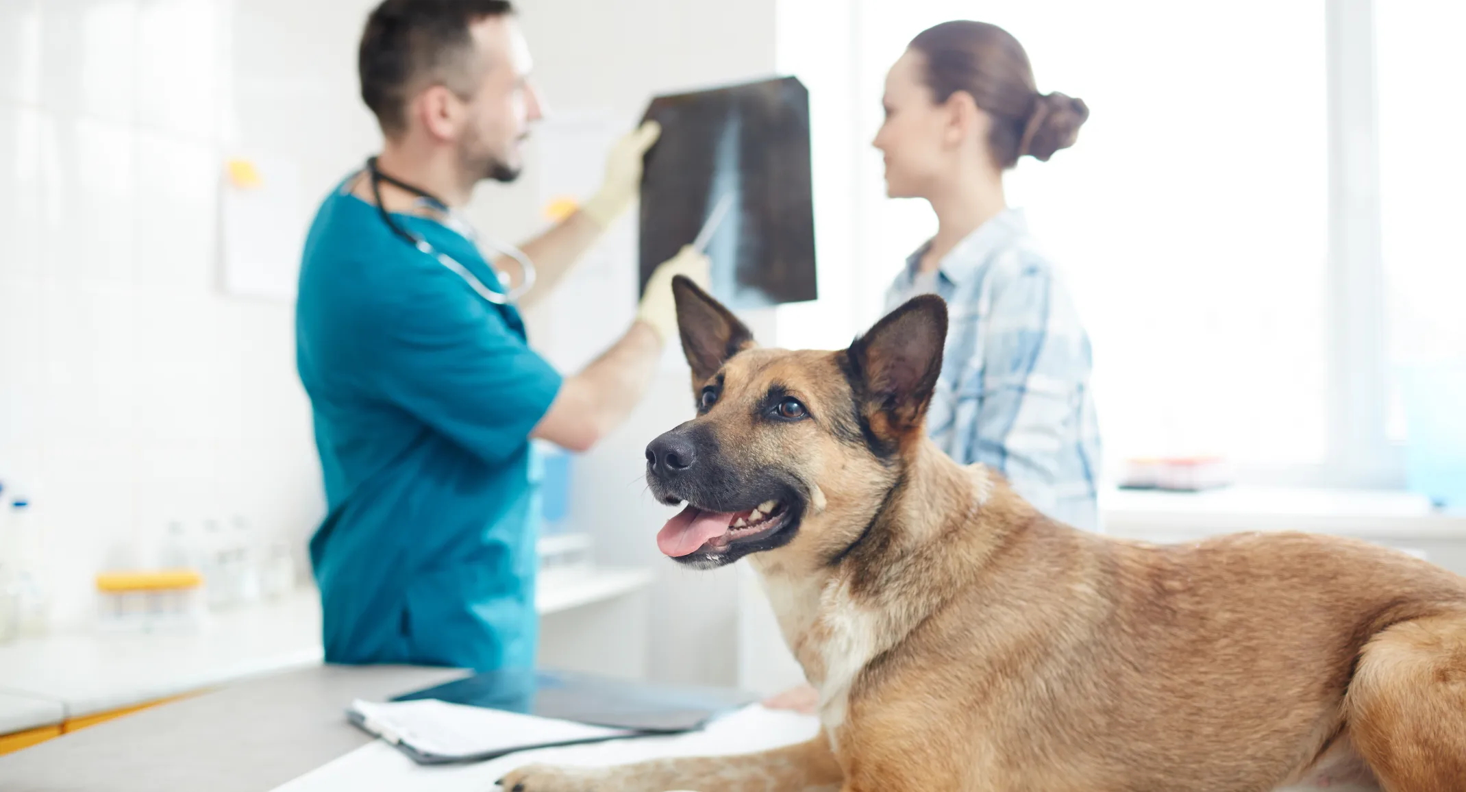Dog on table while doctors look at x-ray
