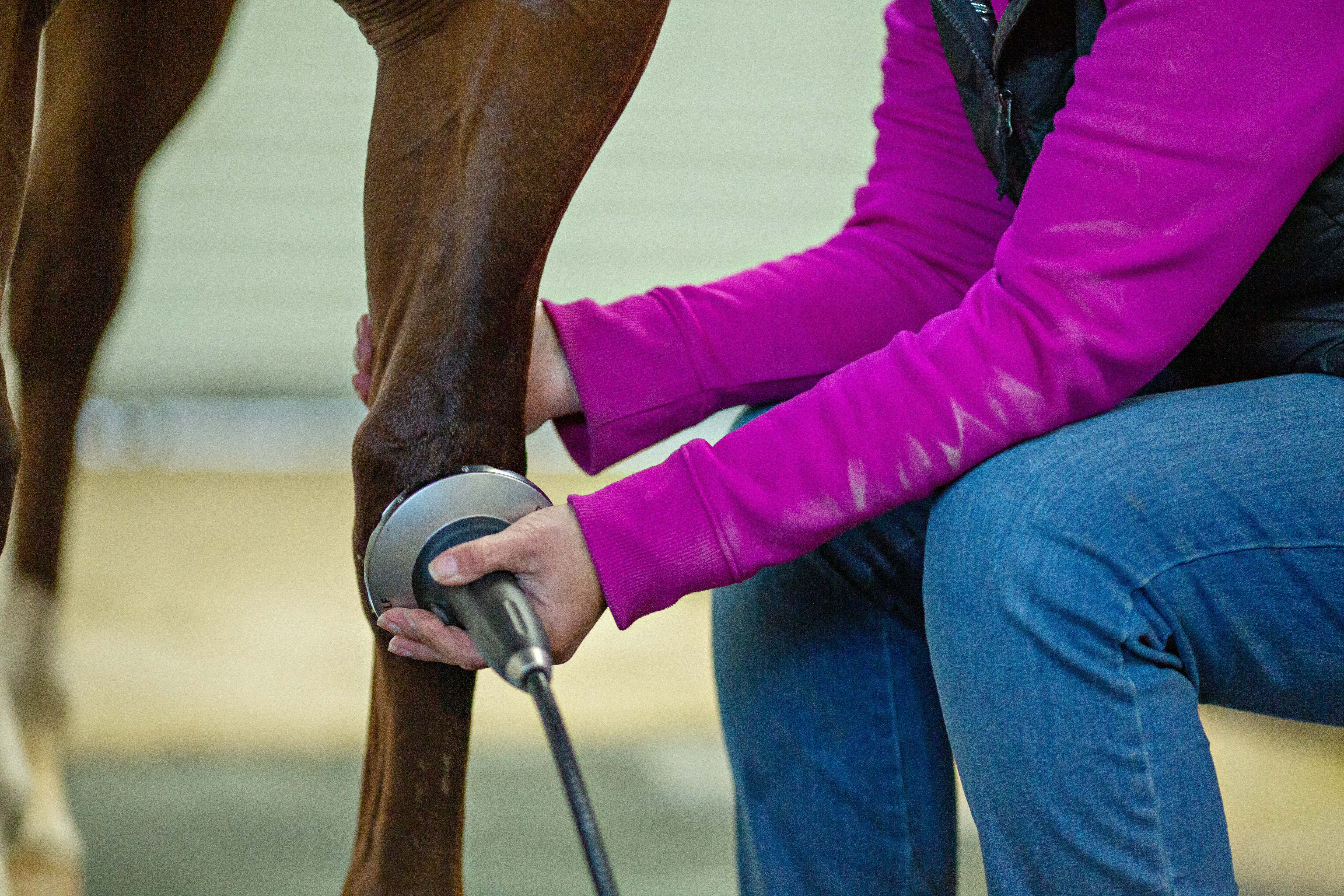 Horse undergoing shockwave therapy