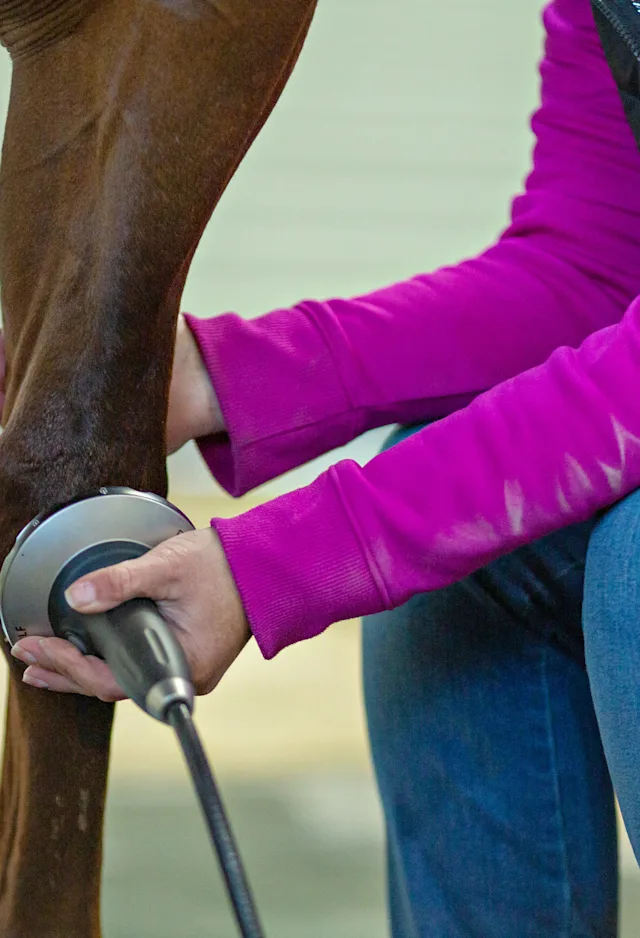 Horse undergoing shockwave therapy Horse undergoing shockwave therapy