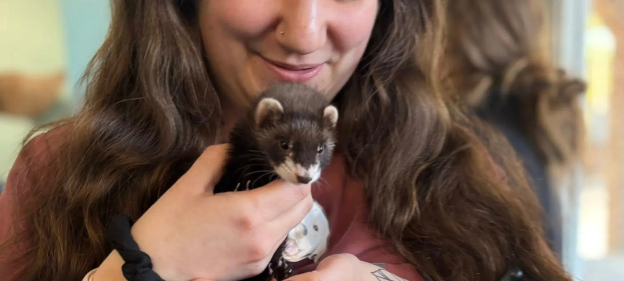 Staff member holding a ferret Staff member holding a ferret