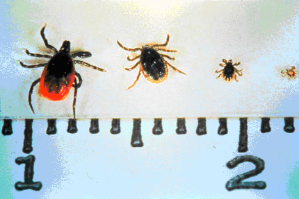 Ticks measures on a ruler
