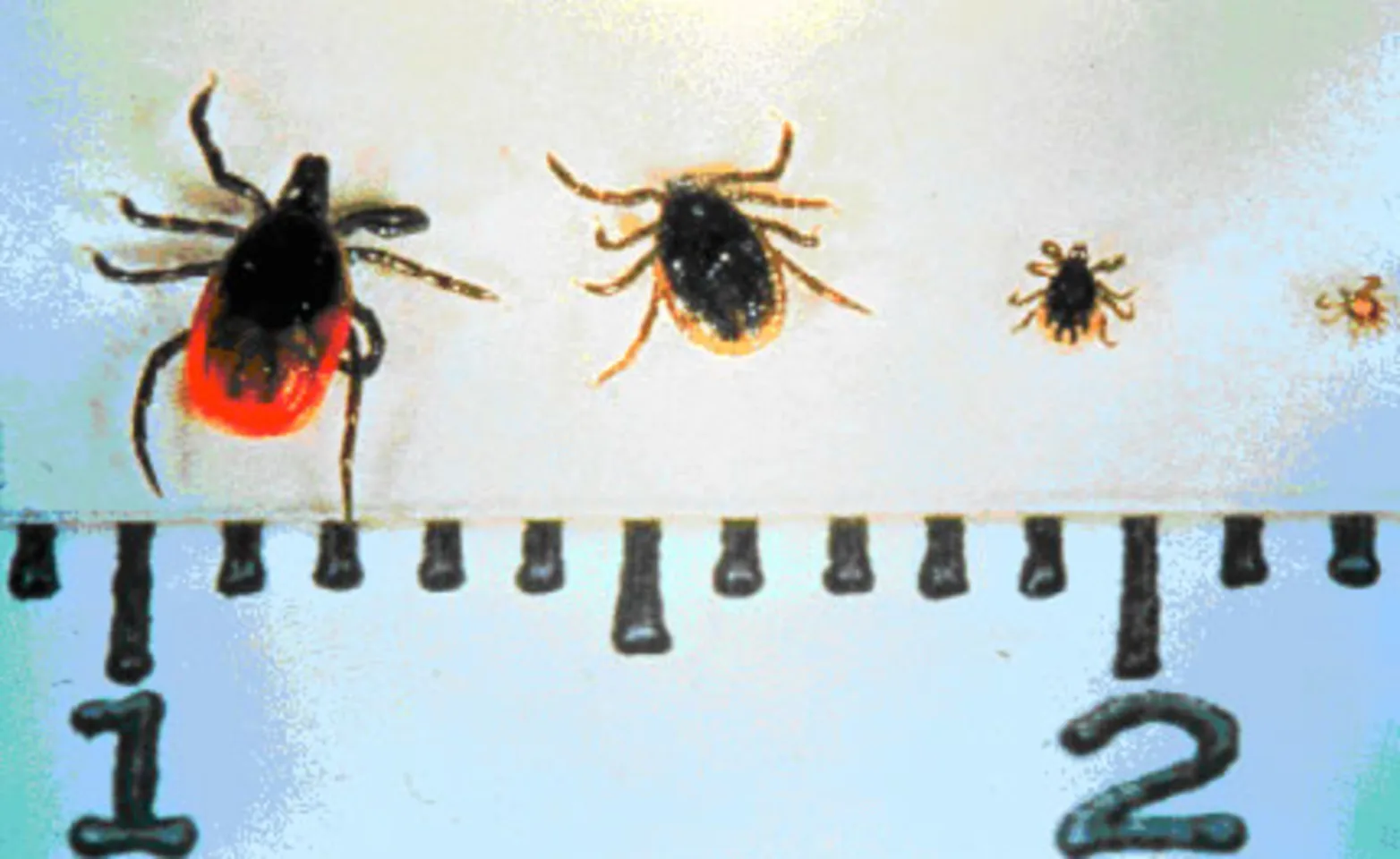 Ticks measures on a ruler Ticks measures on a ruler