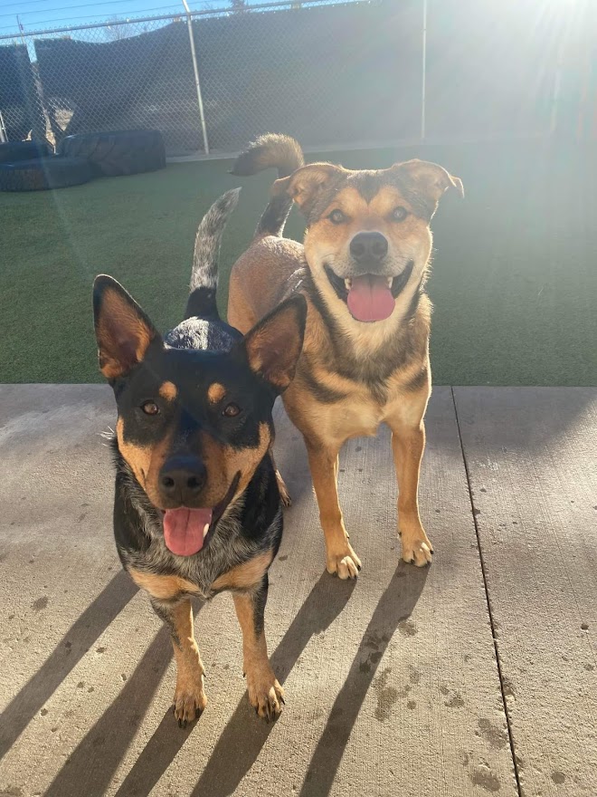 Two Happy Dogs Playing Outside