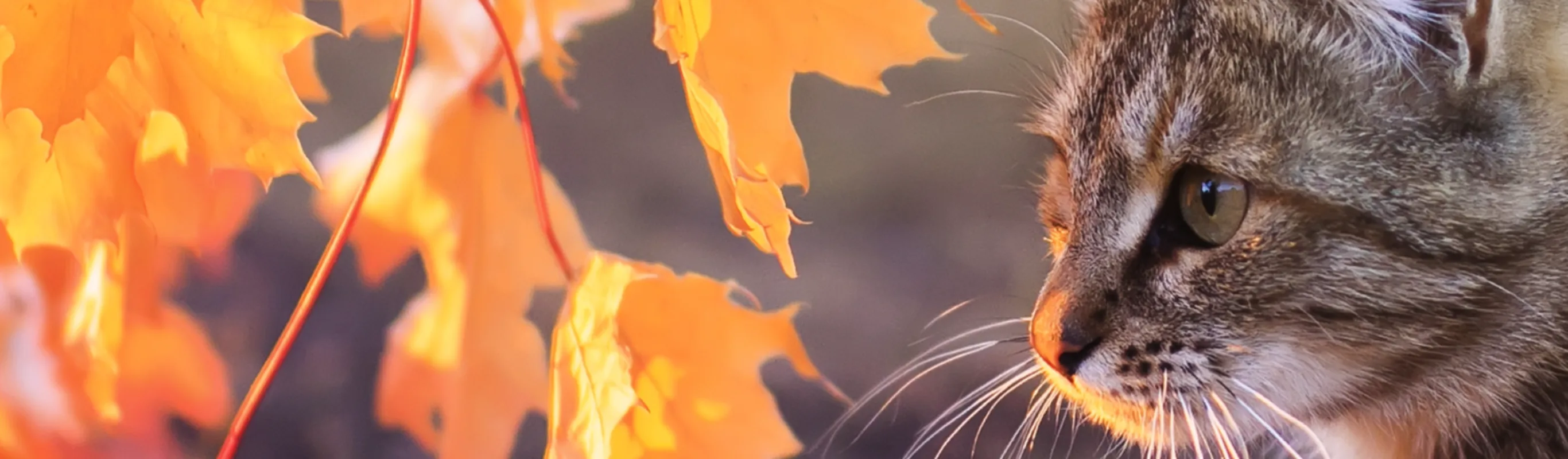 tabby cat next to orange fall leaves