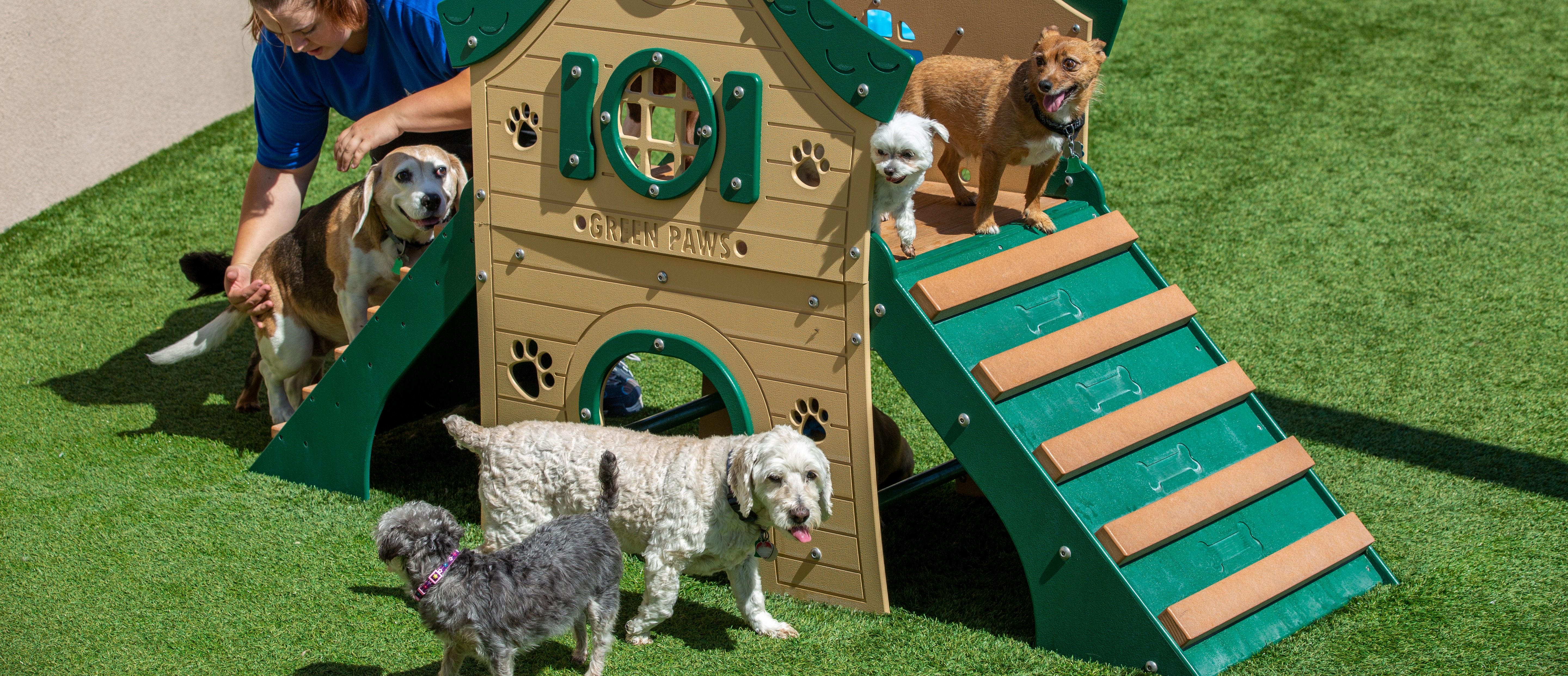 Dogs Playing on Play Area
