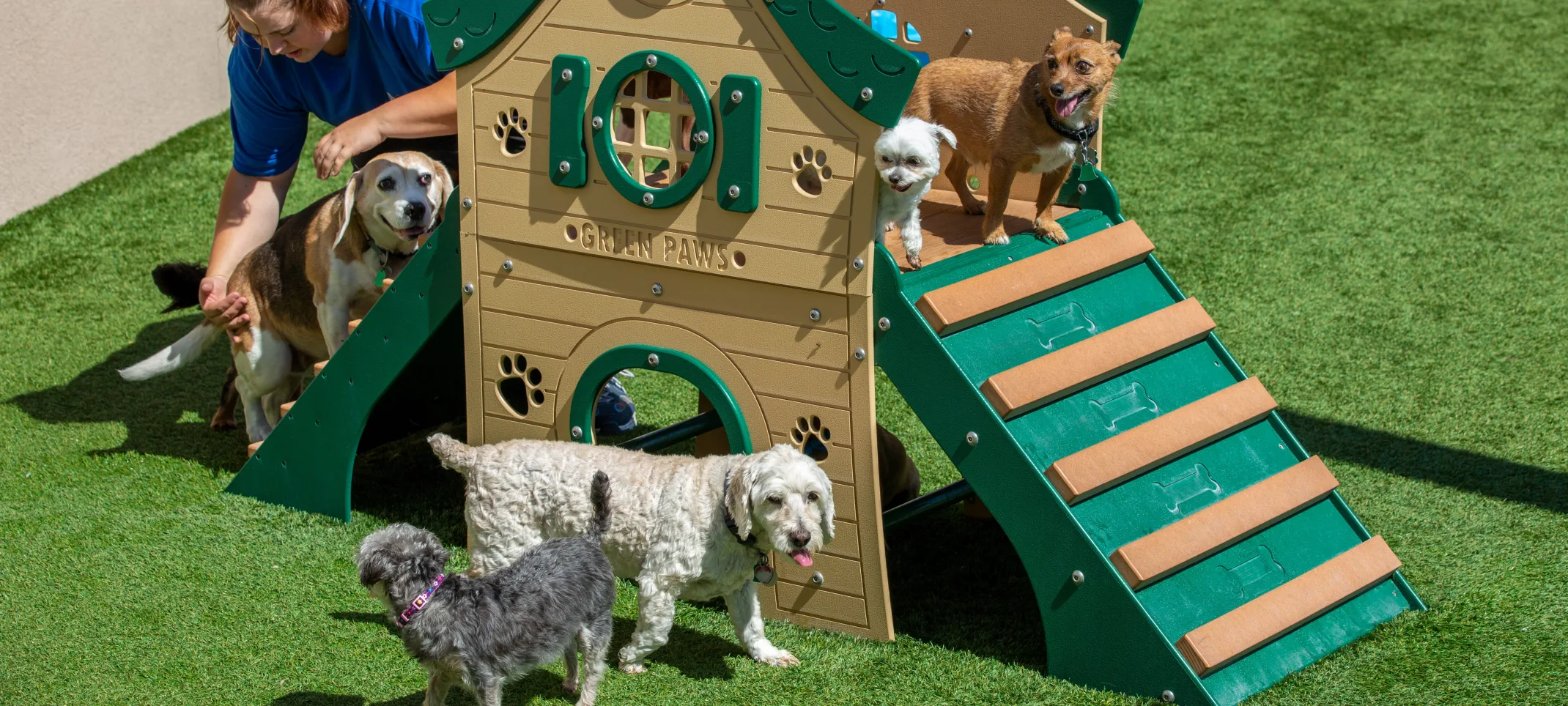 Dogs Playing on Play Area