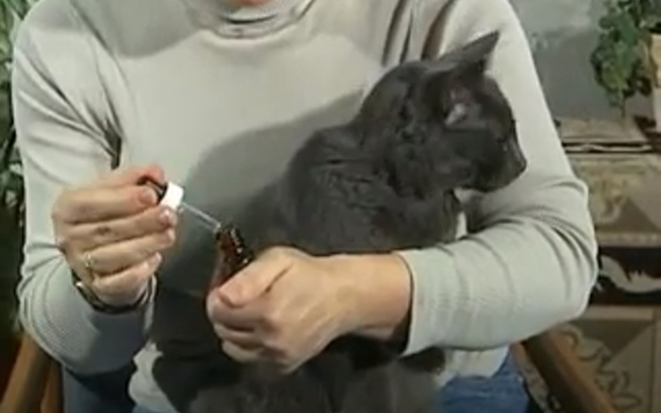 A person administering ear drops to your cat