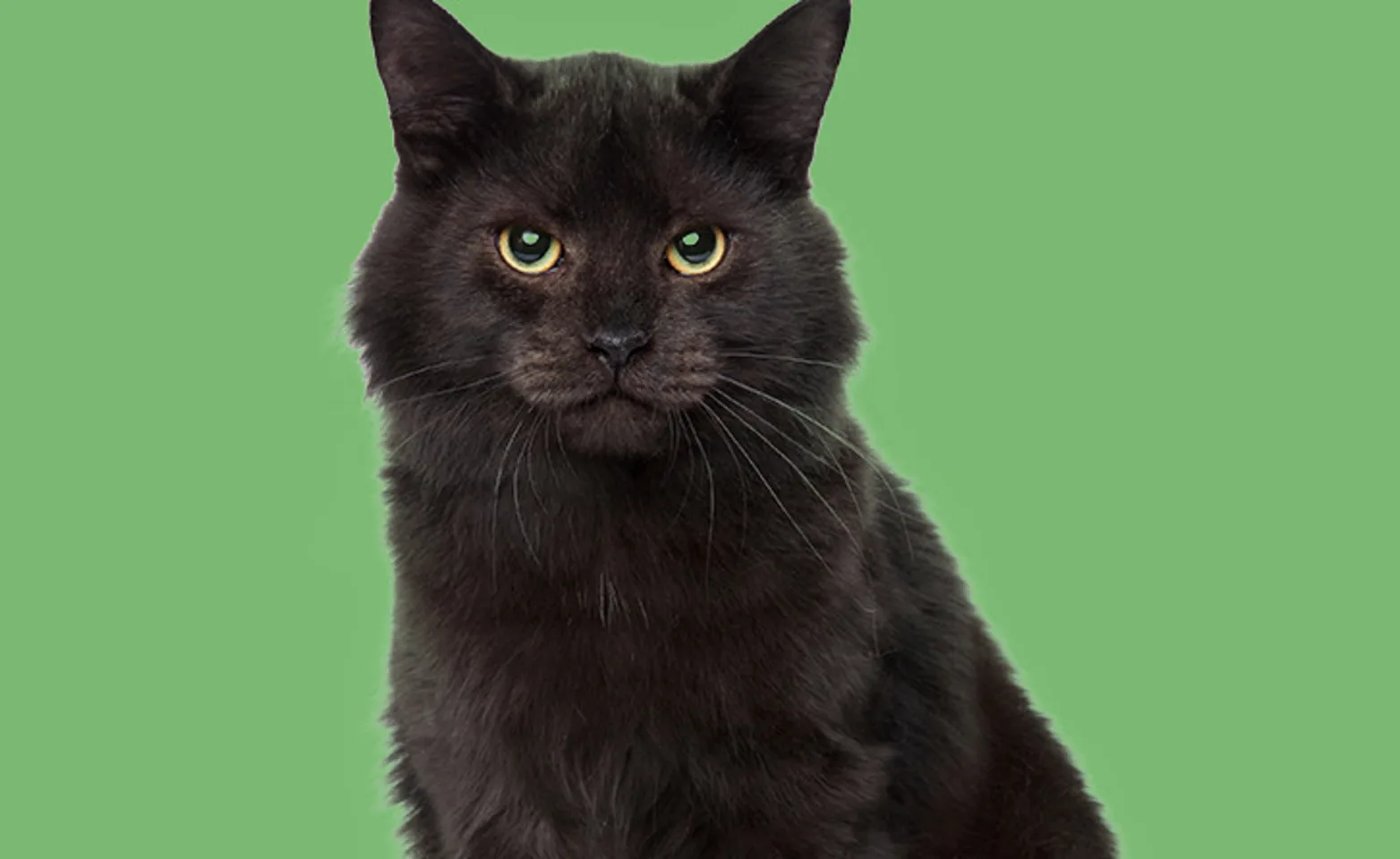 cat sitting on a green background