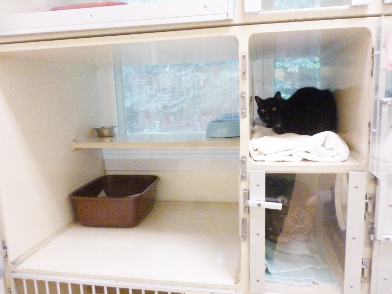 Cat sitting in a boarding room with a view outside the window