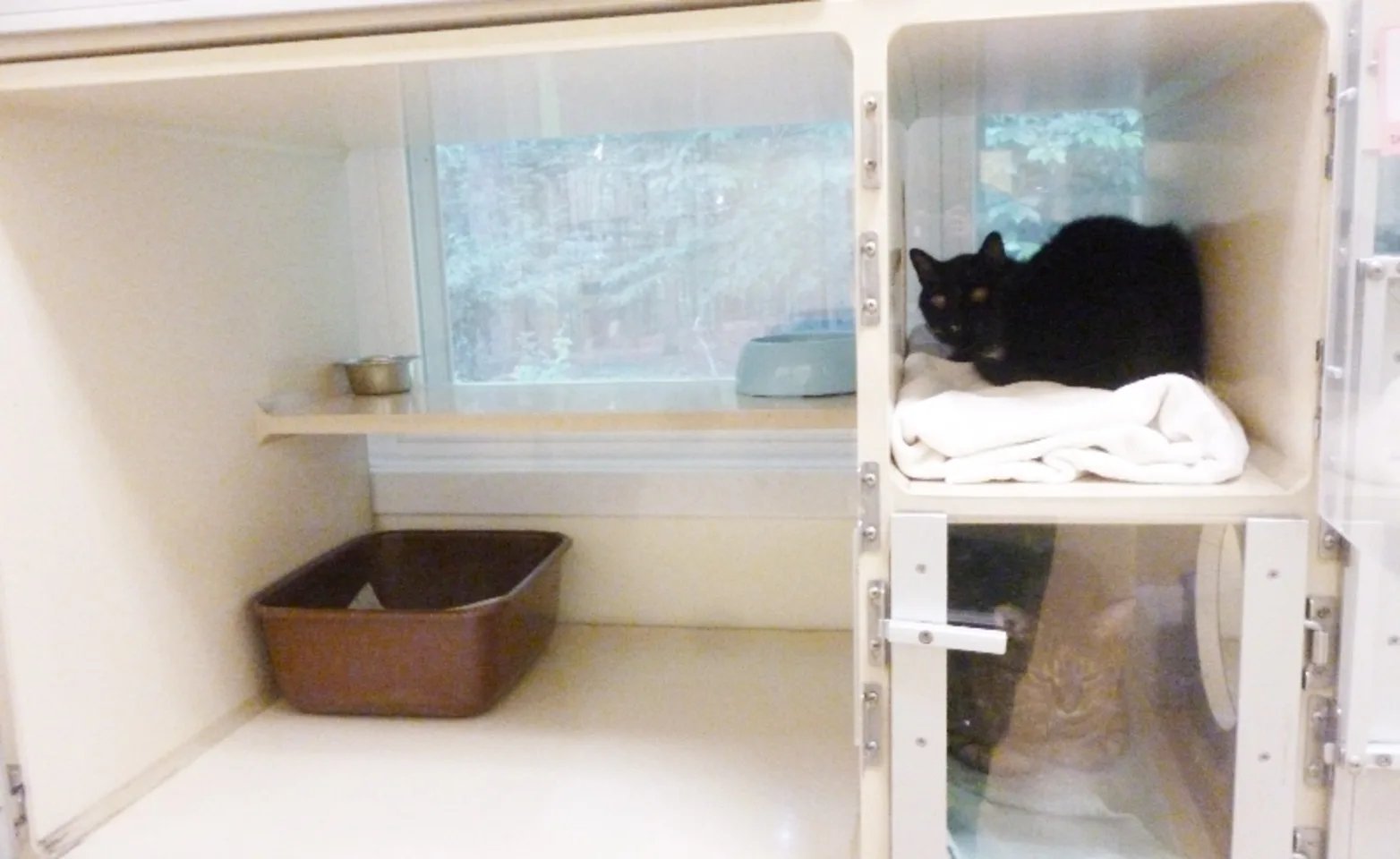 Cat sitting in a boarding room with a view outside the window Cat sitting in a boarding room with a view outside the window