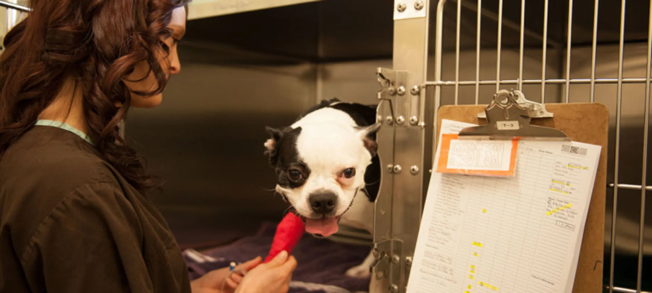 Staff member examining a dog's leg in a cast Staff member examining a dog's leg in a cast