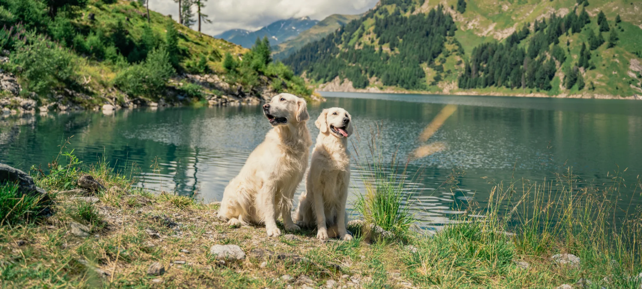 Two Golden Retrievers Sitting Together by a Lake Two Golden Retrievers Sitting Together by a Lake