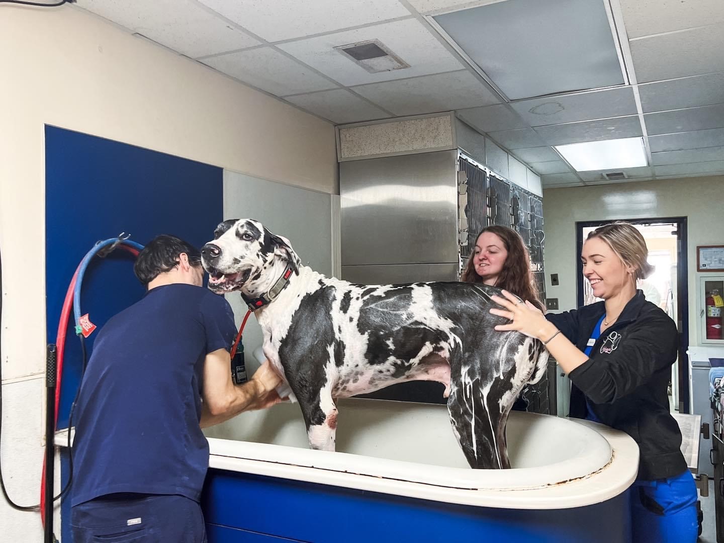 Staff members washing black and white dog